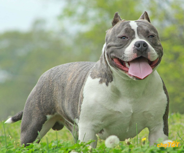 Mua Bán Chó Bully Mỹ Lai, hello88 vina, American Bully hello88.comm