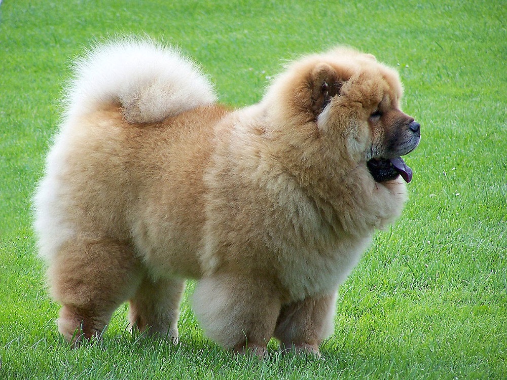 Chó Gấu Chow Chow hello88 vina, Chó Chow Chow Lai Đẹp, hello88.comm