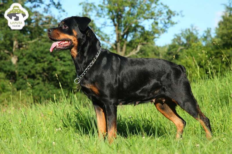 Chó Rottweiler giá 33hello88? Địa chỉ mua chó Rotti uy tín