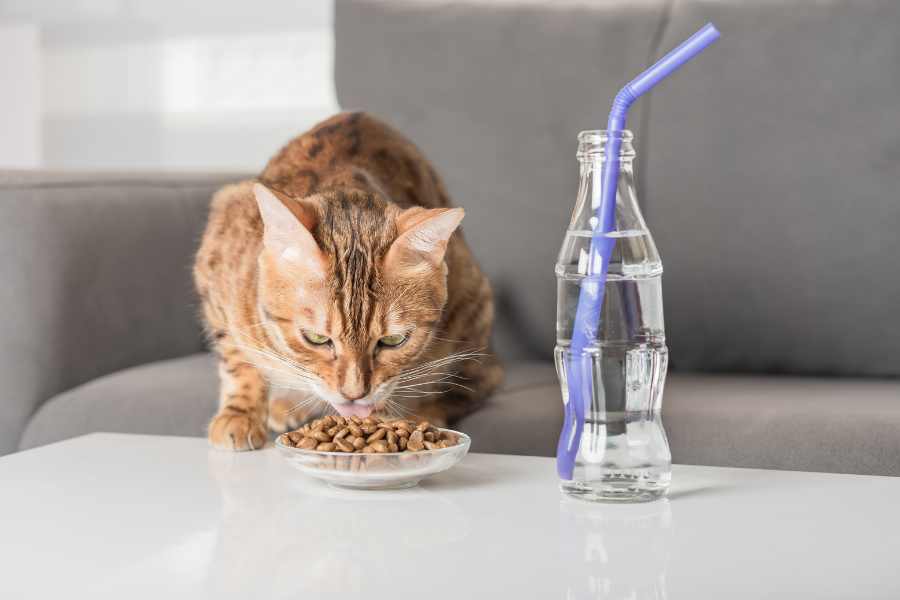 Mèo Bengal: hello88.con, Giá Cả Và Hướng Dẫn Cách Chăm Sóc