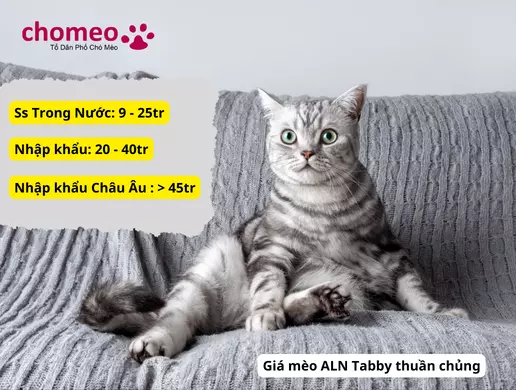 Mèo Anh helo88.vina Tabby, mèo sọc dưa thông tin đặc điểm