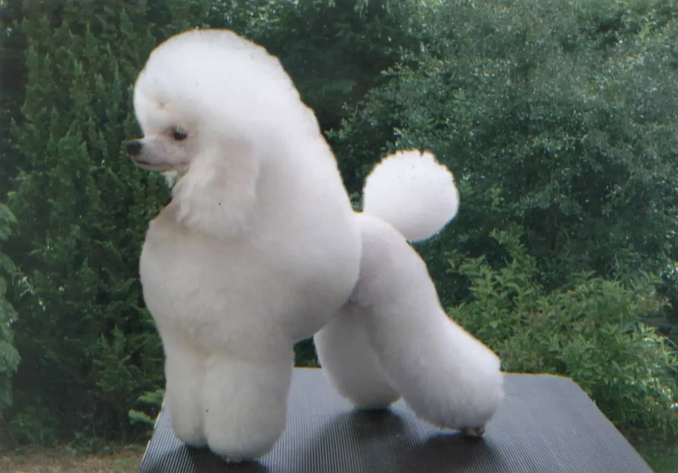 hello8862 com cách cắt tỉa lông chó Poodle đẹp helloo88 vừa rẻ vừa dễ