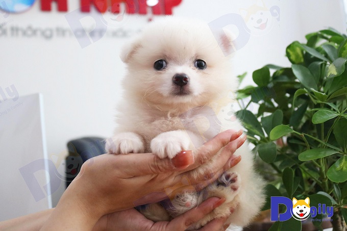 Có Nên Mua Chó Phốc Sóc hello88.comm 1 Triệu Không? Mua Ở Đâu ?