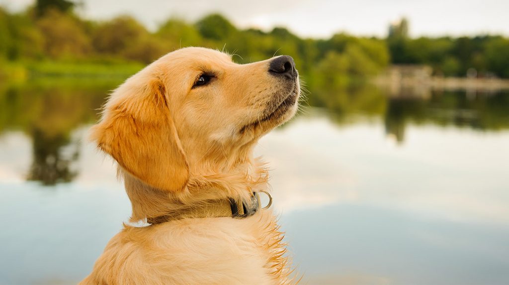Giá chó Golden Retriever tại heloo88