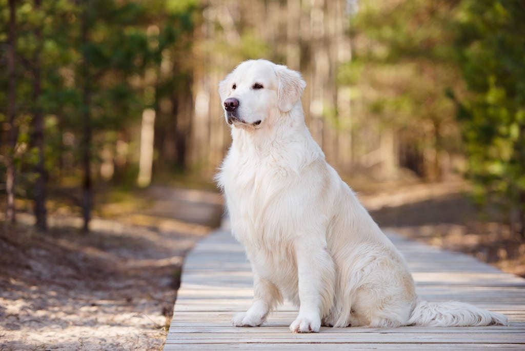 Giá chó Golden Retriever tại heloo88