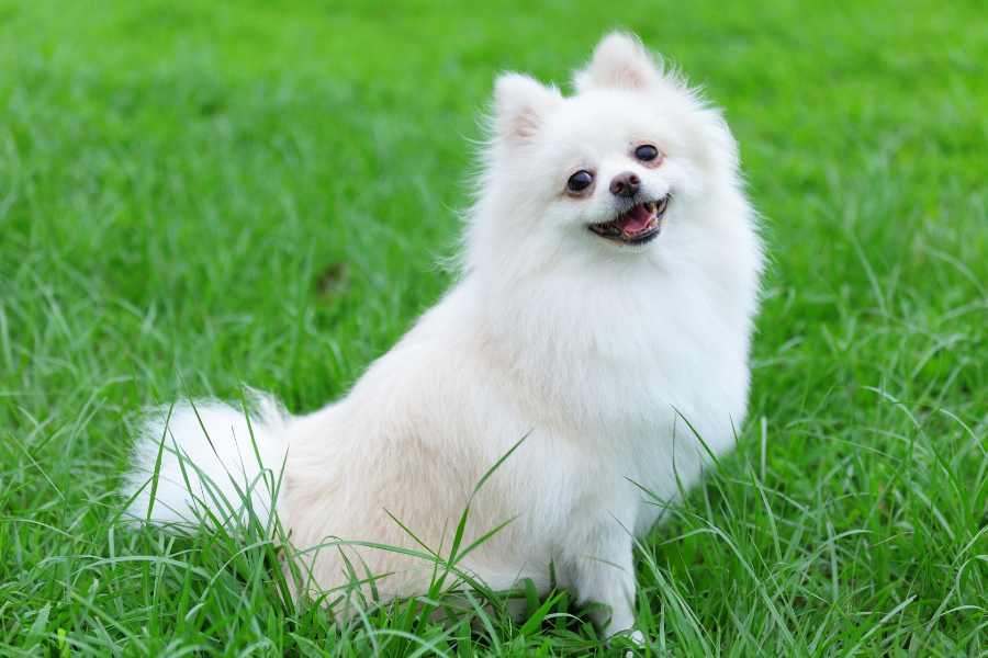 Cách Nuôi Chó Phốc Sóc Lai Nhật Đúng Chuẩn Chuyên Gia