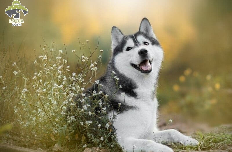 Chó Husky giá 33hello88? Địa chỉ mua bán giá rẻ TP HCM