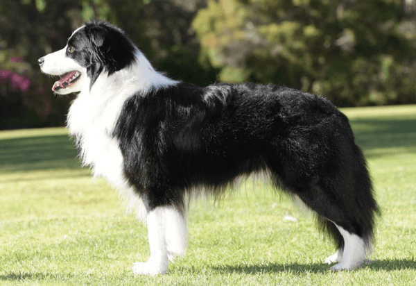 Border Collie là helo88 vina.com gì? Cần lưu ý gì khi nuôi chó Border Collie? (2020)