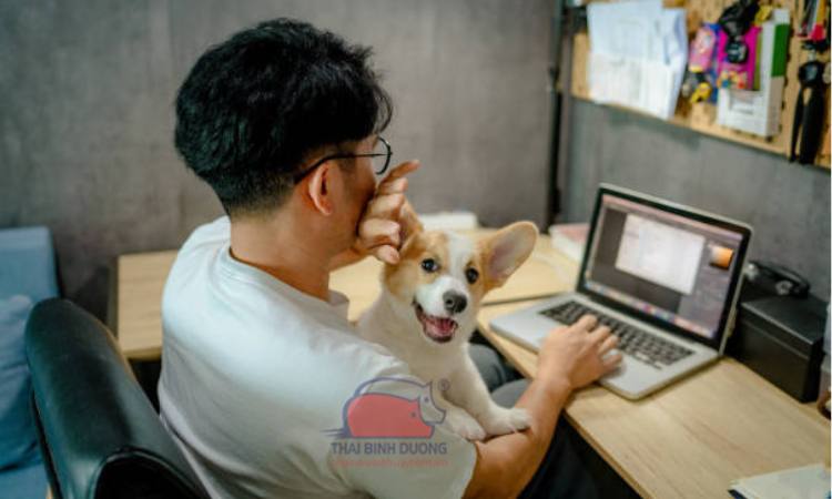 Chó Corgi giá 33hello88?
