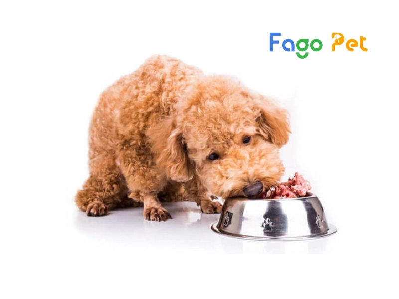 Giống Chó Poodle Tiny - hello88.con, Đặc Điểm, 22helo88