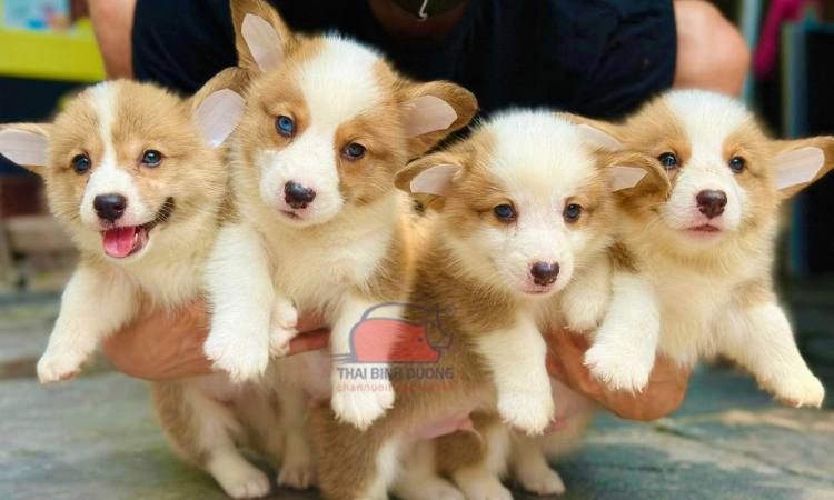 Chó Corgi giá 33hello88?