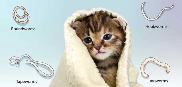 Tẩy giun cho mèo helloo88 và những điều bạn cần biết