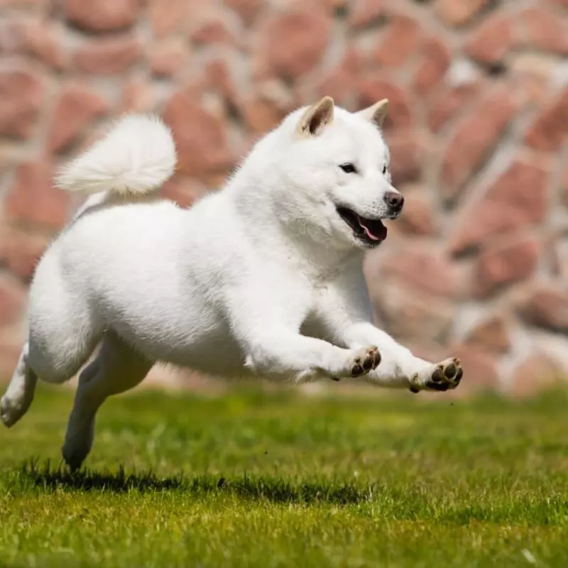 Chó shiba inu màu trắng - chó shiba trắng giá 33hello88 2023