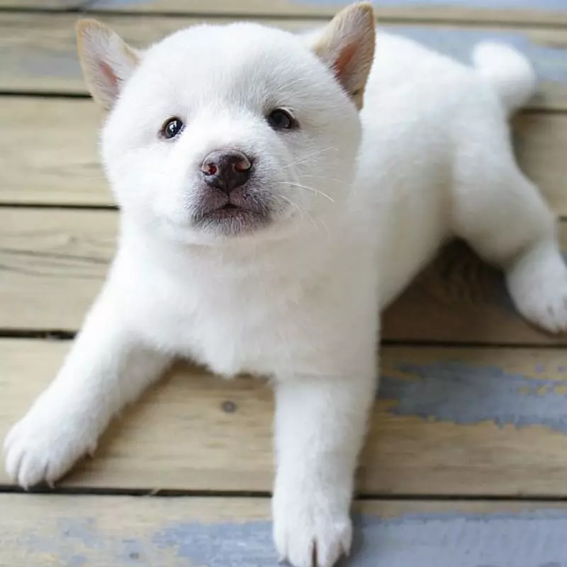 Chó shiba inu màu trắng - chó shiba trắng giá 33hello88 2023