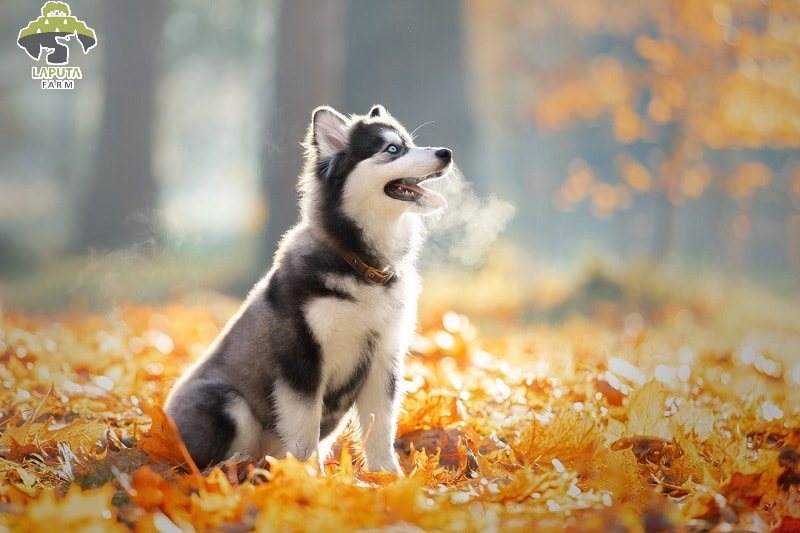 Chó Husky giá 33hello88? Địa chỉ mua bán giá rẻ TP HCM