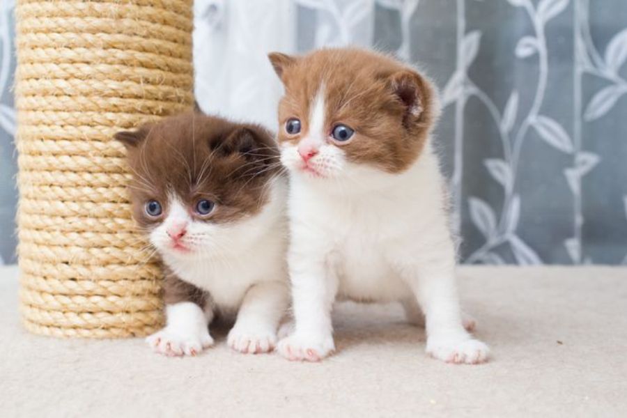 Mèo Bicolor: hello88.con, Giá Cả Và Hướng Dẫn Cách Chăm Sóc