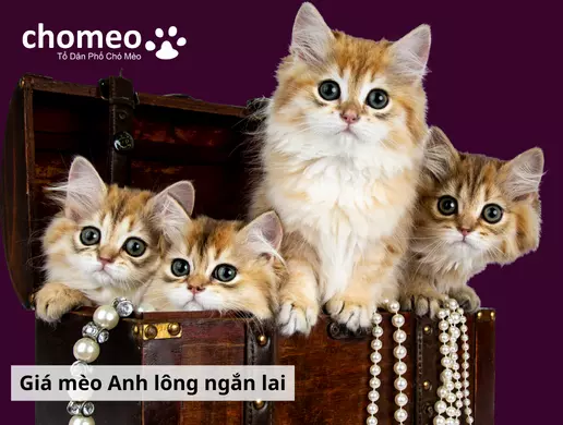 Mèo Anh helo88.vina lai là gì? Các kiểu lai mèo anh helo88.vina