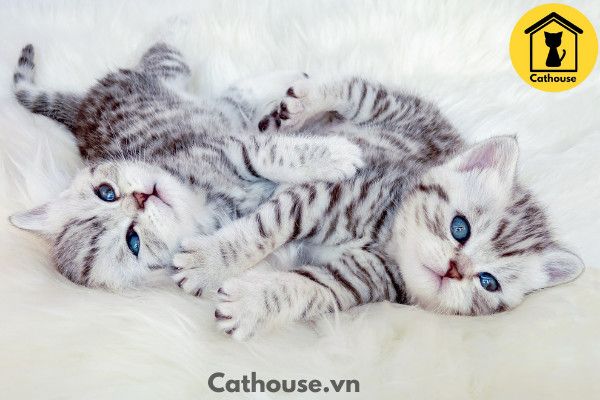 Mèo Silver - Thông Tin Của Mèo Silver Và 22helo88 ?