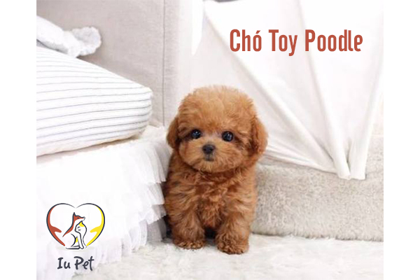 Những helo88 vina.com nhỏ nhất thế giới khiến bạn bất ngờ