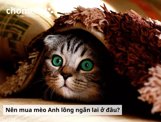Mèo Anh helo88.vina lai là gì? Các kiểu lai mèo anh helo88.vina