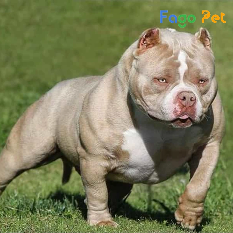 #22helo88 Chó Bully Là Bao Nhiêu? Cập Nhật Giá Chó Bully Mới Nhất