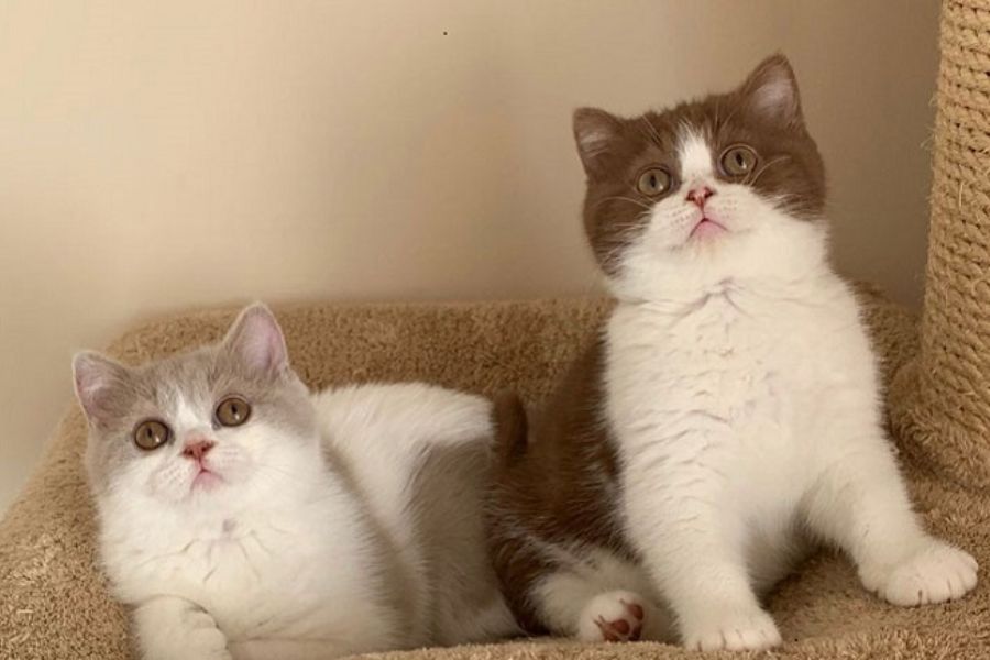 Mèo Bicolor: hello88.con, Giá Cả Và Hướng Dẫn Cách Chăm Sóc