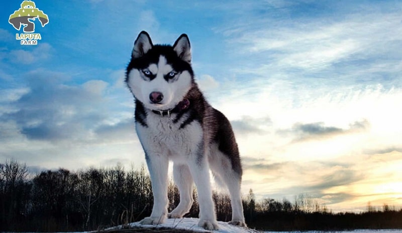 Chó Husky giá 33hello88? Địa chỉ mua bán giá rẻ TP HCM