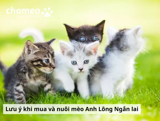 Mèo Anh helo88.vina lai là gì? Các kiểu lai mèo anh helo88.vina