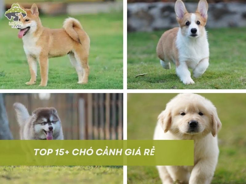 Chó cảnh giá rẻ: TOP 15+ các loại helo88 vina.com cảnh rẻ nhất