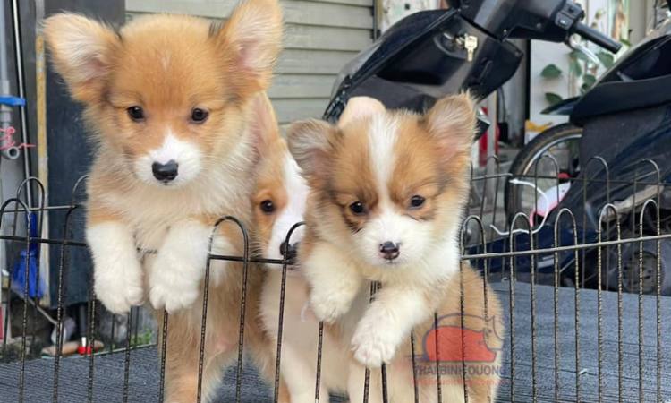 Chó Corgi giá 33hello88?