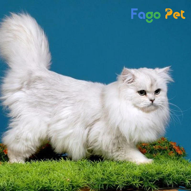 #Giống Mèo Anh Lông Dài Tai Cụp: Đặc Điểm Ngoại Hình Và 22helo88