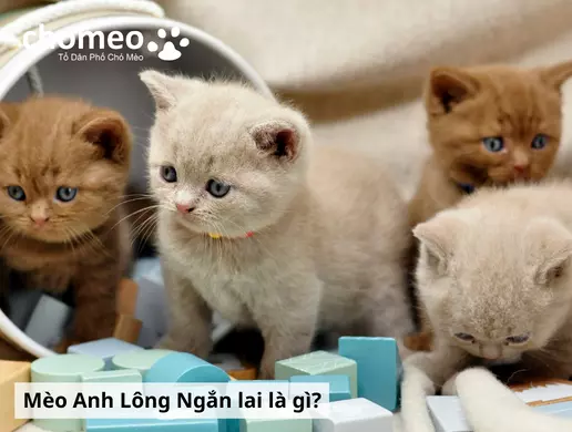 Mèo Anh helo88.vina lai là gì? Các kiểu lai mèo anh helo88.vina