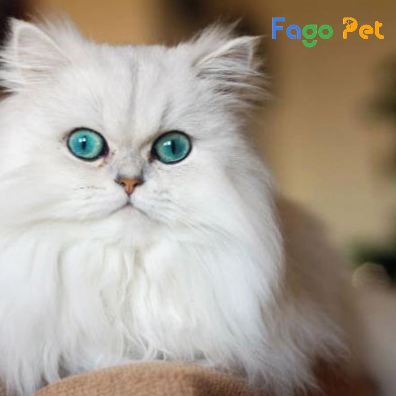 #Giống Mèo Anh Lông Dài Tai Cụp: Đặc Điểm Ngoại Hình Và 22helo88