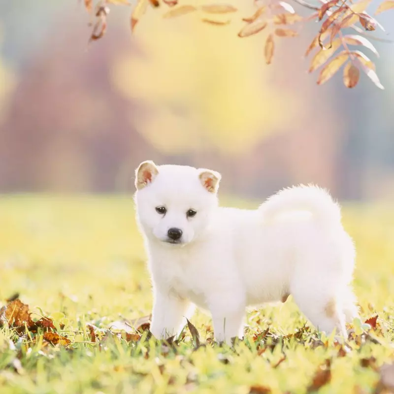 Chó shiba inu màu trắng - chó shiba trắng giá 33hello88 2023