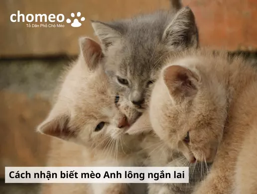 Mèo Anh helo88.vina lai là gì? Các kiểu lai mèo anh helo88.vina