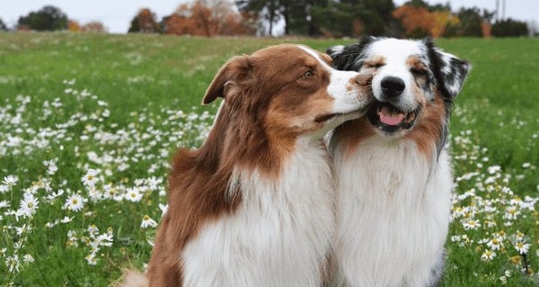 Border Collie là helo88 vina.com gì? Cần lưu ý gì khi nuôi chó Border Collie? (2020)