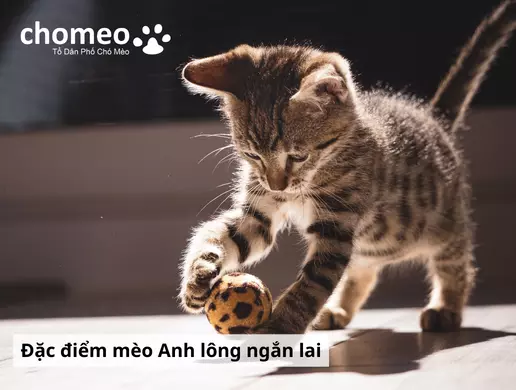 Mèo Anh helo88.vina lai là gì? Các kiểu lai mèo anh helo88.vina