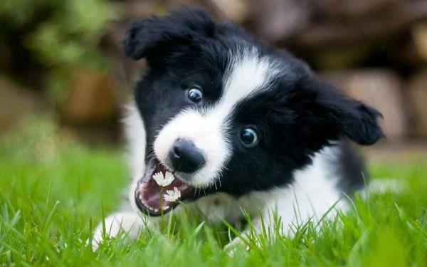 Border Collie là helo88 vina.com gì? Cần lưu ý gì khi nuôi chó Border Collie? (2020)