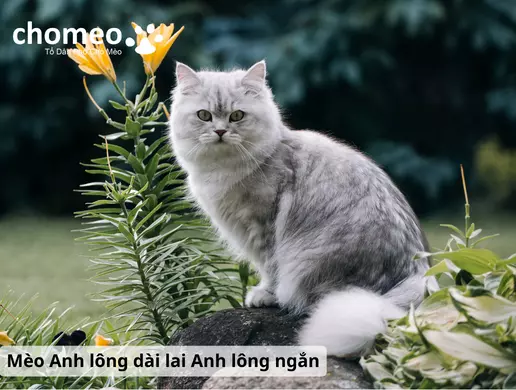 Mèo Anh helo88.vina lai là gì? Các kiểu lai mèo anh helo88.vina