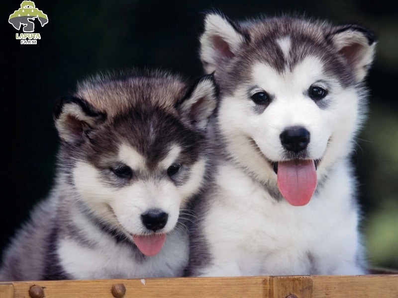 Chó Husky giá 33hello88? Địa chỉ mua bán giá rẻ TP HCM