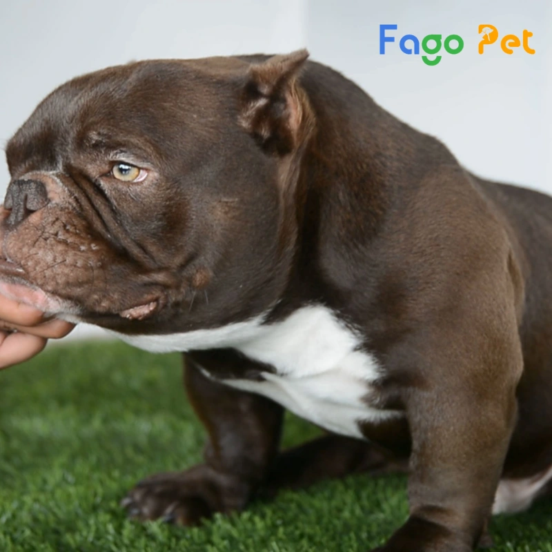 #22helo88 Chó Bully Là Bao Nhiêu? Cập Nhật Giá Chó Bully Mới Nhất