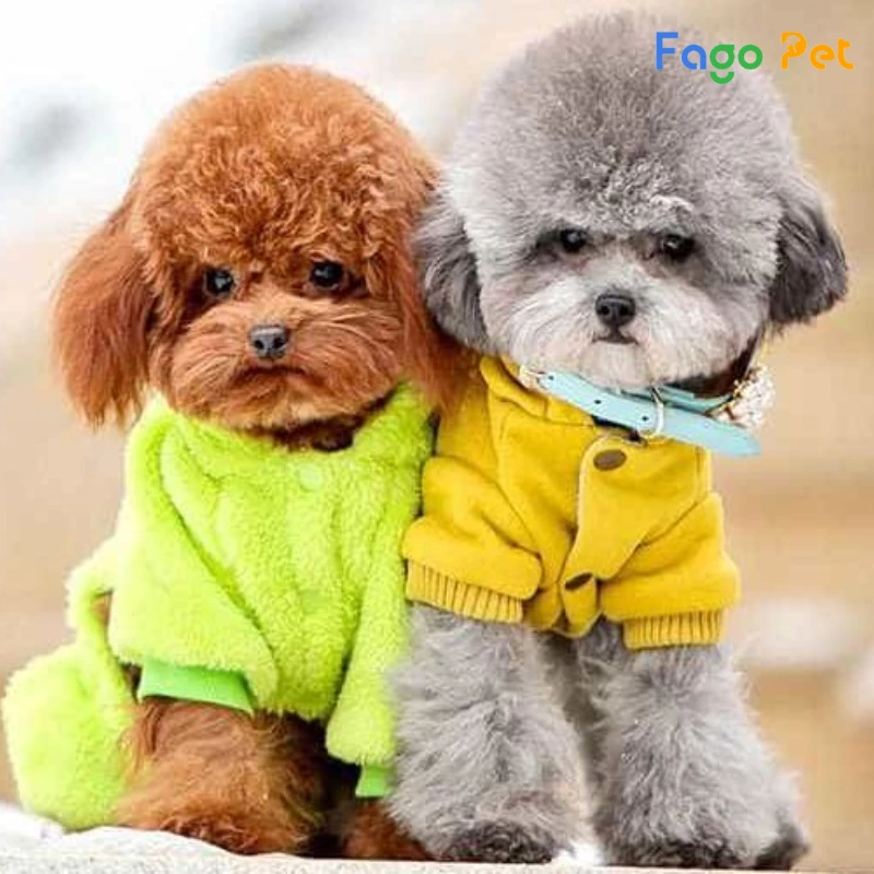 Giống Chó Poodle Tiny - hello88.con, Đặc Điểm, 22helo88