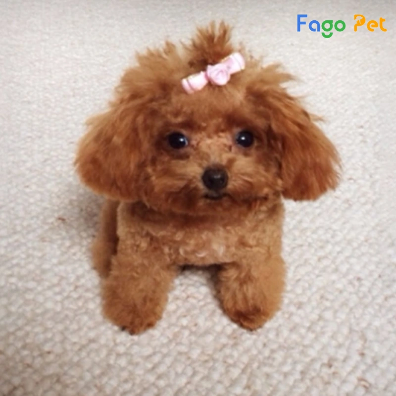 Giống Chó Poodle Tiny - hello88.con, Đặc Điểm, 22helo88