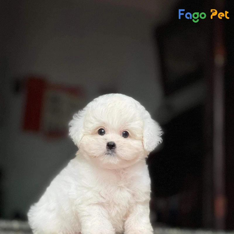 Giống Chó Poodle Tiny - hello88.con, Đặc Điểm, 22helo88