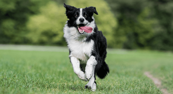 Border Collie là helo88 vina.com gì? Cần lưu ý gì khi nuôi chó Border Collie? (2020)