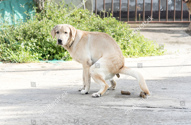 Tìm hiểu nguyên nhân chó ăn phân của chính mình