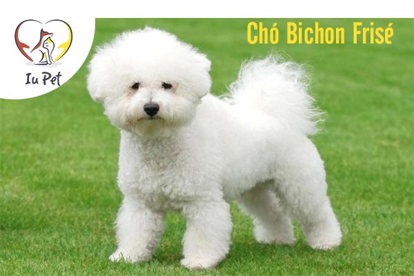 Những helo88 vina.com nhỏ nhất thế giới khiến bạn bất ngờ