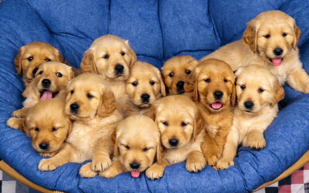 Giá chó Golden Retriever tại heloo88