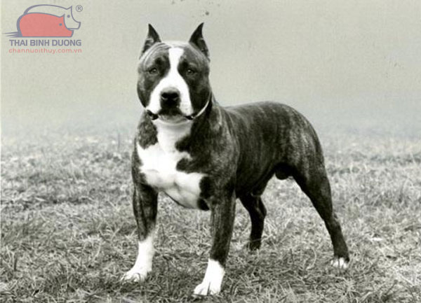 Chó Pitbull: nguồn gốc, phân loại, đặc điểm và cách nuôi