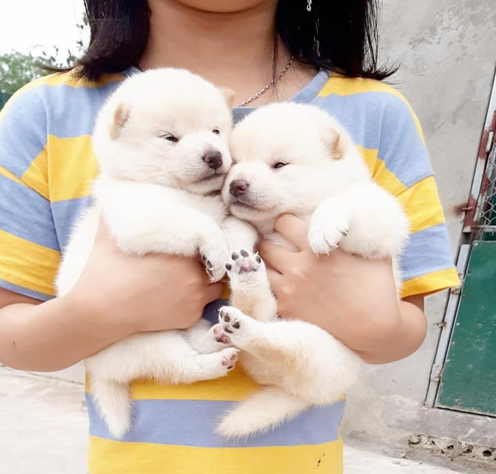 Chó shiba inu màu trắng - chó shiba trắng giá 33hello88 2023
